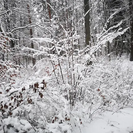 - Mazury 別荘